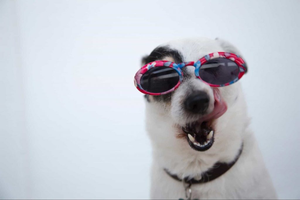 An image of a dog in sunglasses 