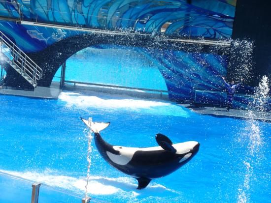 SEAWORLDthingstodowithkidsnearme SEAWORLD things to do with kids near me