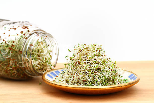 SeedGerminationScienceExperiments Seed Germination Science Experiments