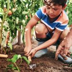 Little boy planting seedlings in vegetable garden