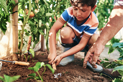 Little boy planting seedlings in vegetable garden Little boy planting seedlings in vegetable garden