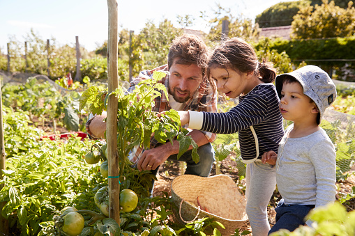 Man and children looking at tomato plants gardening with children