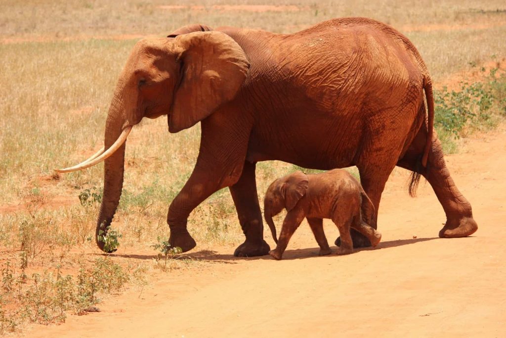 Image of Mama Elephant and Baby Elephant