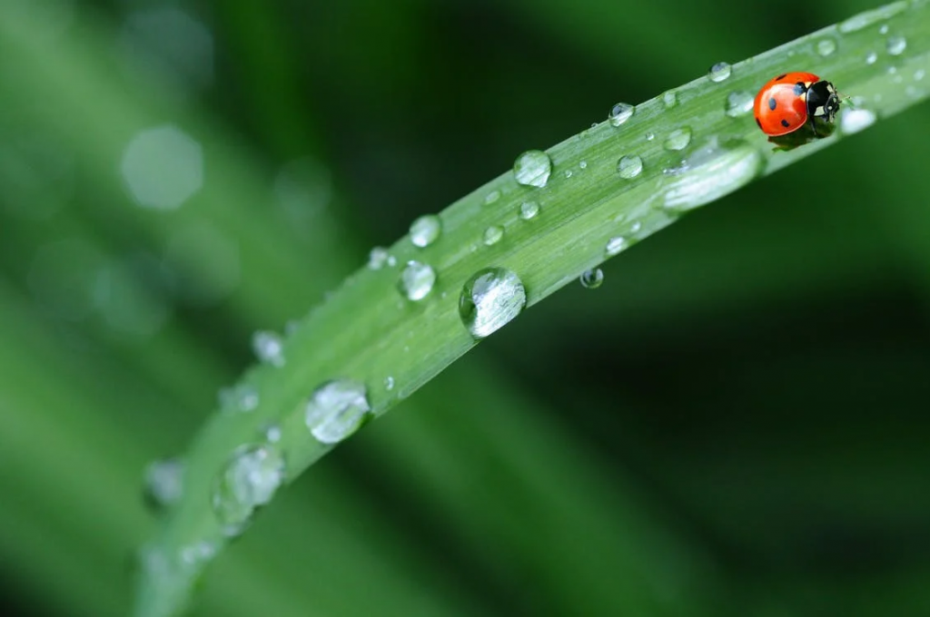 Ladybug on leaf