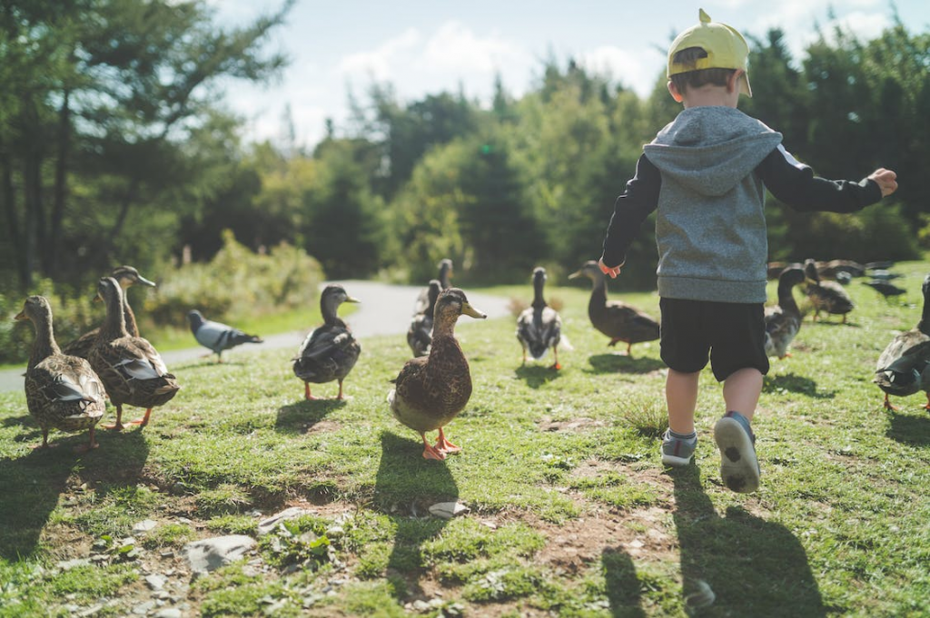 haveapicniclunchoutsideandseehowmanydifferenttypesofbirdsyoucanspotwhileyoueat Young boy playing with birds