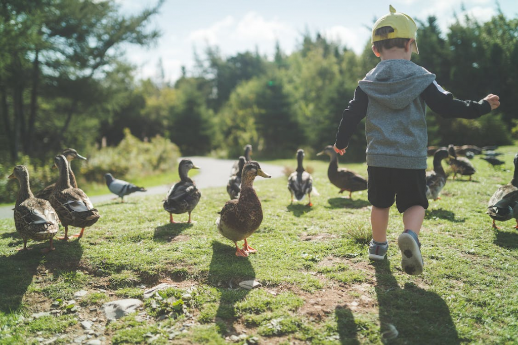 Young boy playing with birds