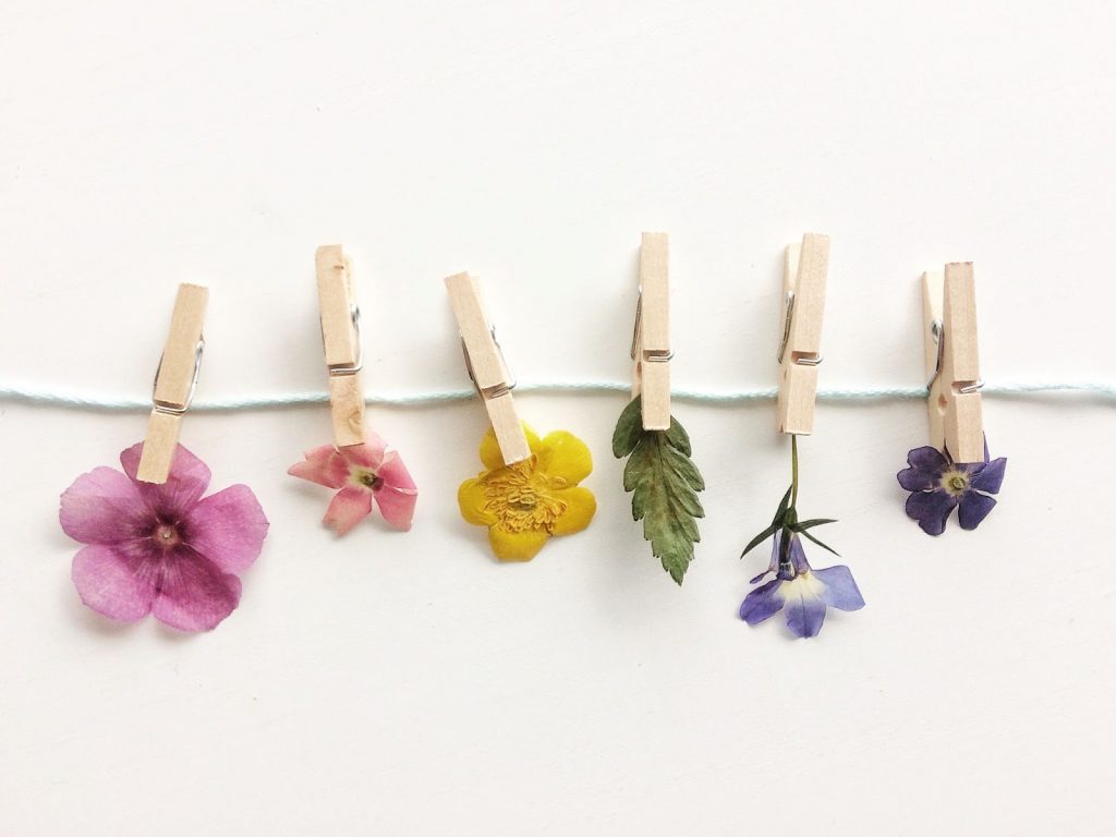Dried flowers hung on a string with wooden clothes pegs