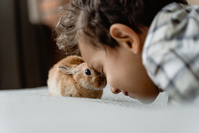 Young boy playing with a brown rabbit