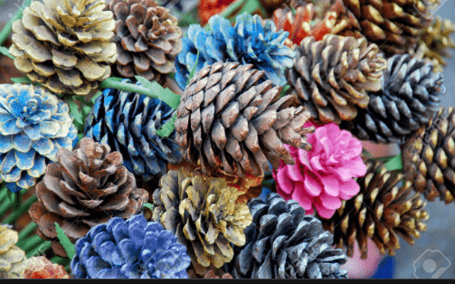 Beautiful Pine Cones