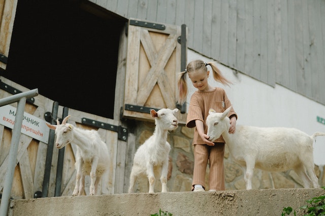 Child playing with goats