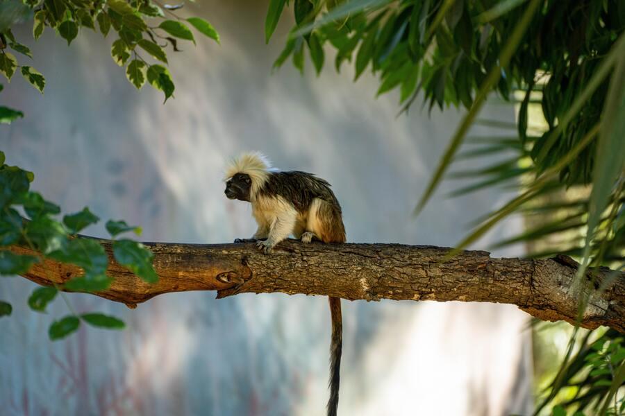 A tamarin monkey on a tree branch