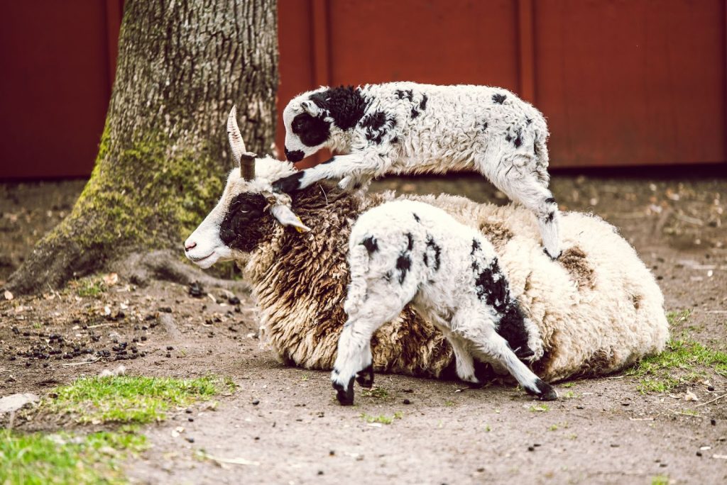 Three Lambs