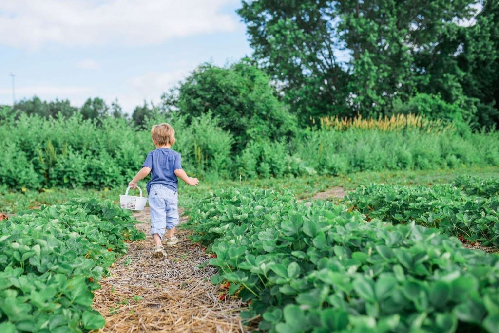 Toddler roaming around in the middle of a farm