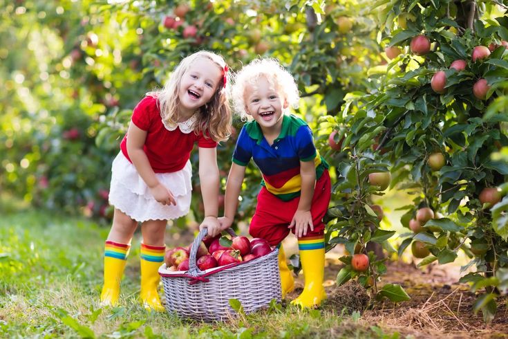 Girls picking apples in a farm