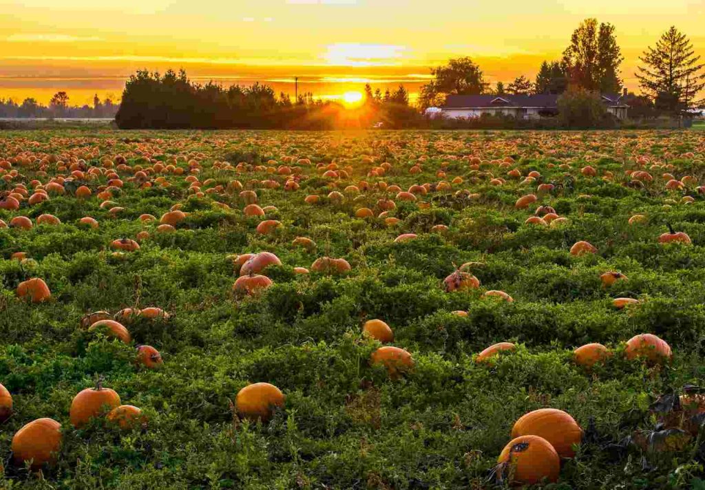 A field full of pumpkins