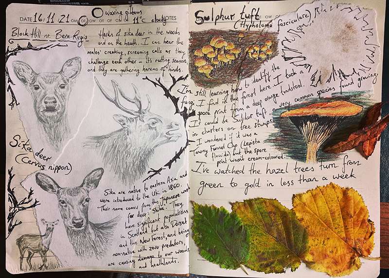 Nature journal