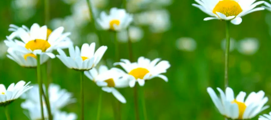 Beautiful daisies in a field