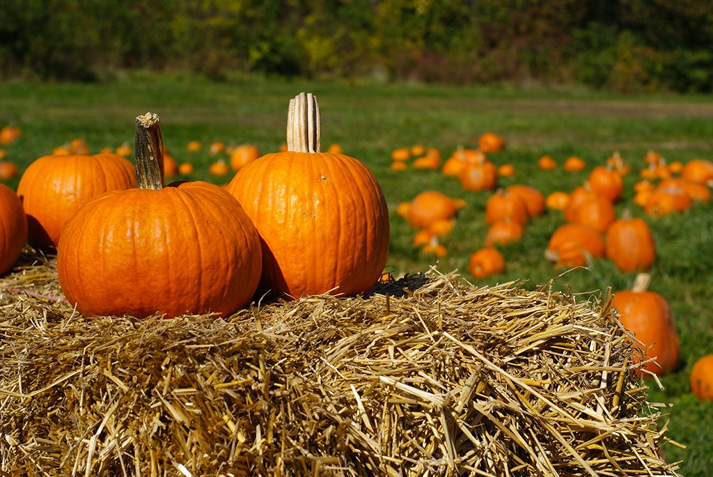 A pumpkin patch