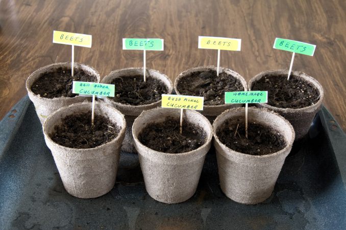 Plant Growth Observation