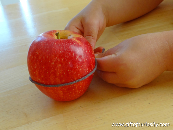 A kid measuring the circumference of apple with string