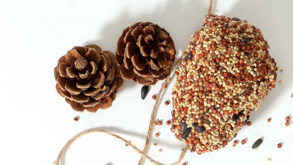 Pine cone feeders