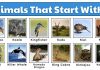 Animals that start with k listed