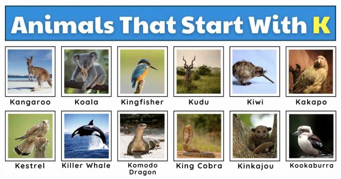 Animals that start with k listed