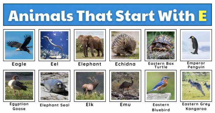 Collage of animals that start with “E”