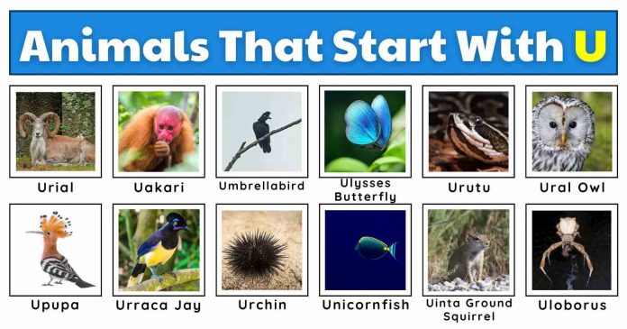 Animals That Start With the Letter U  