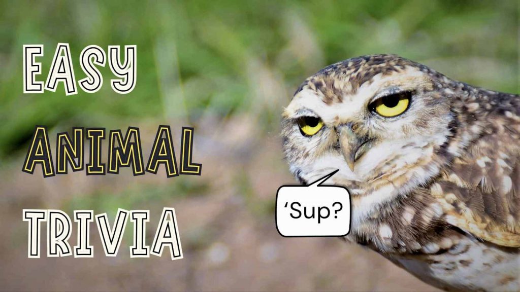 Picture of easy animal trivia with a owl