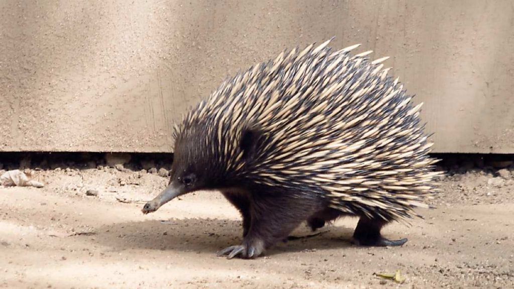 Echidna walking