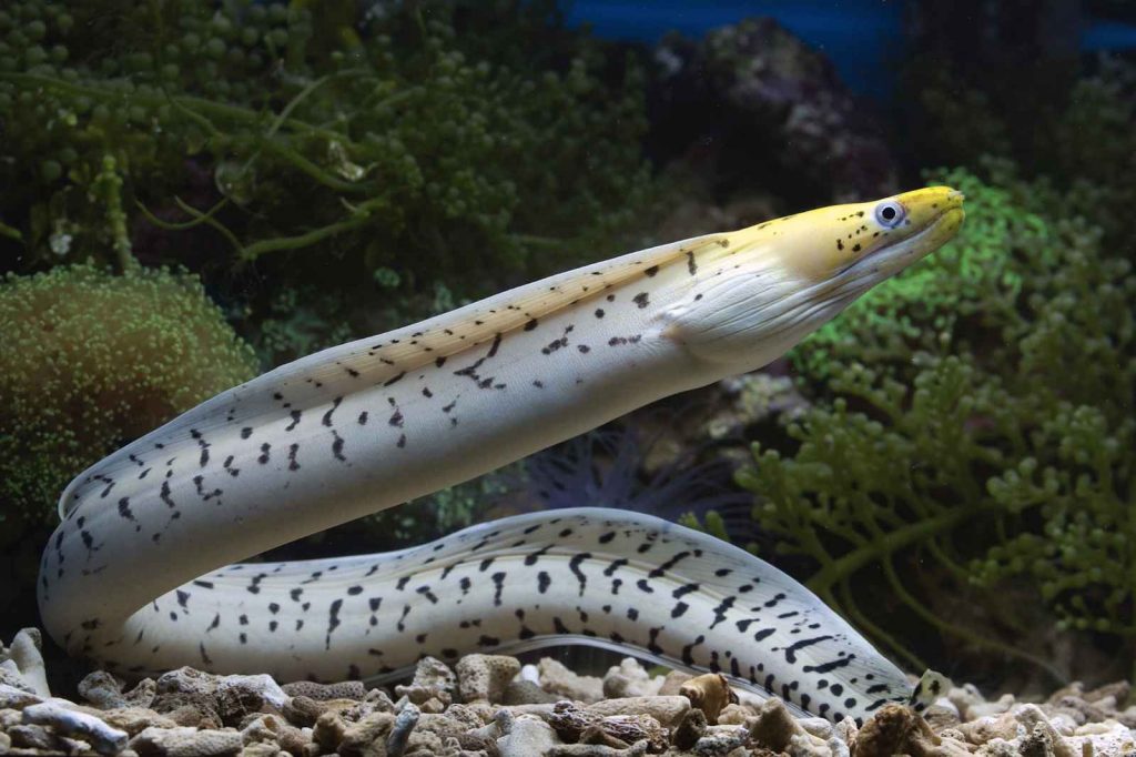 An eel swimming