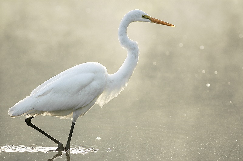 An Egret