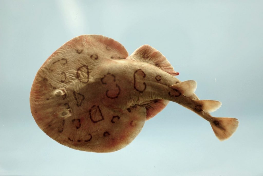 An electric ray