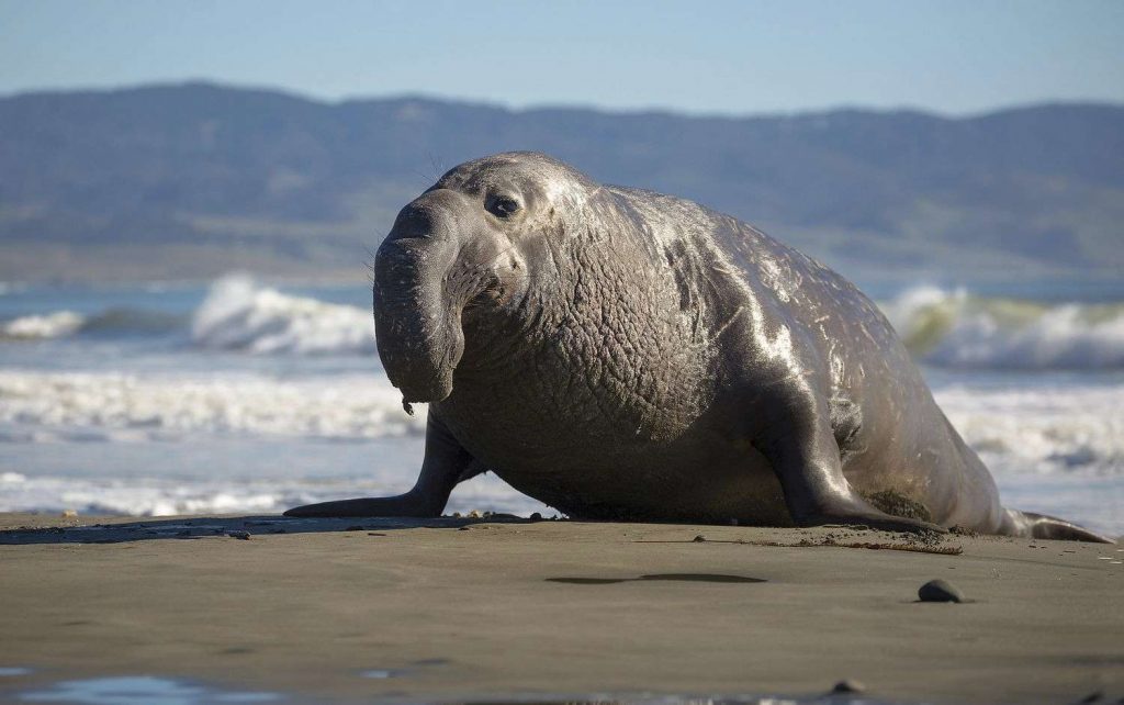An elephant seal on beach