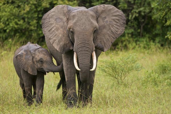 Mother and baby elephant