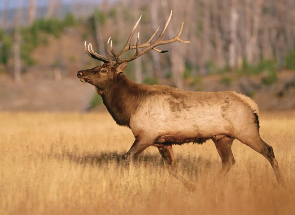 Sideview of an elk