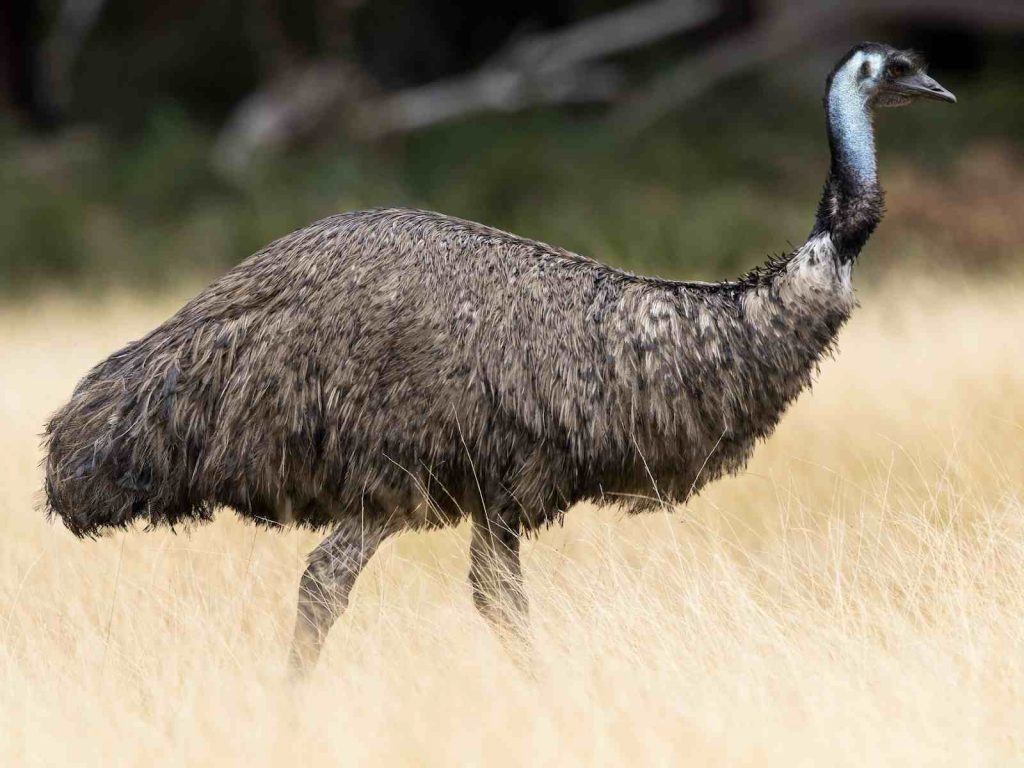 Side view of an Emu