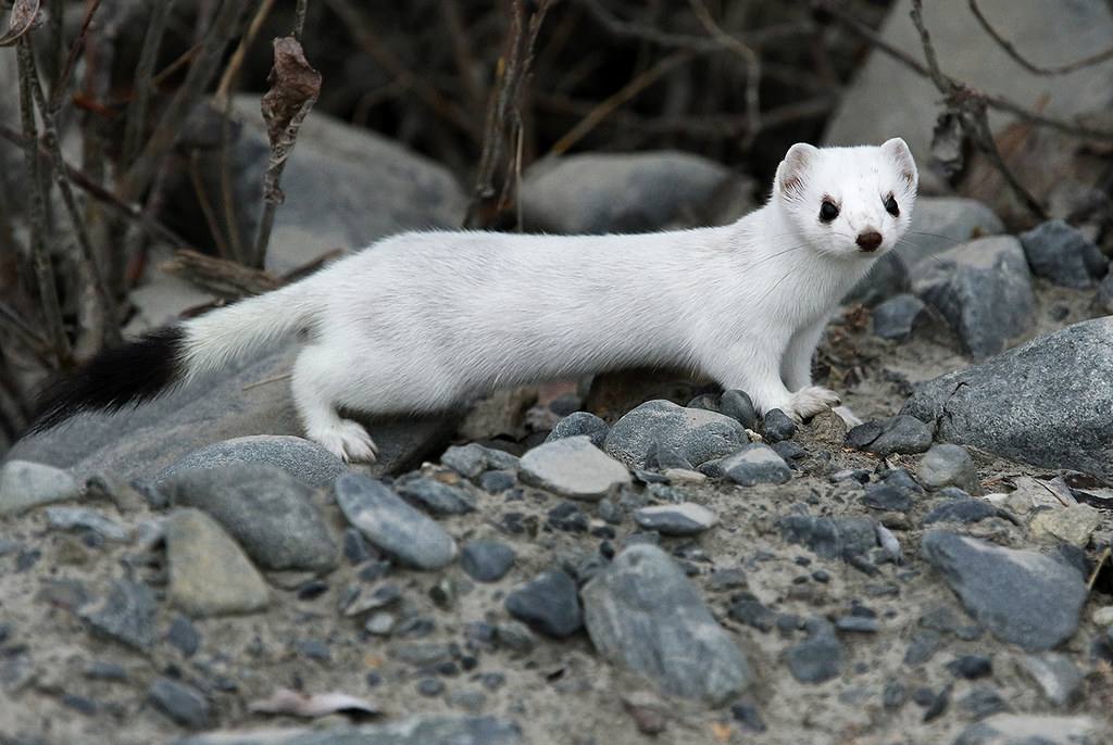 An ermine