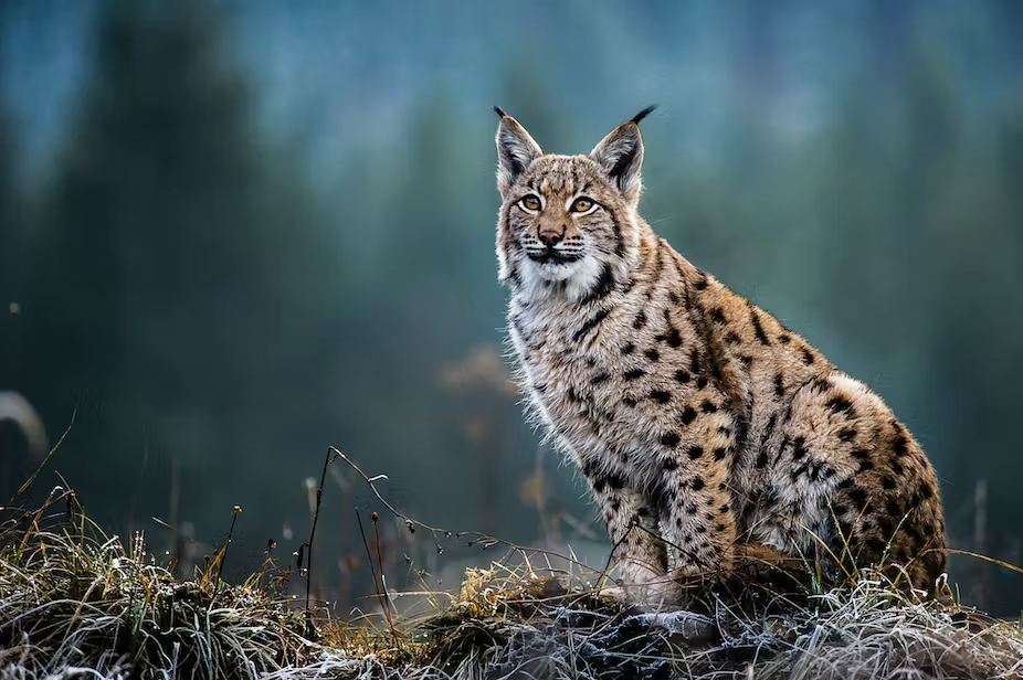 An eurasian lynx