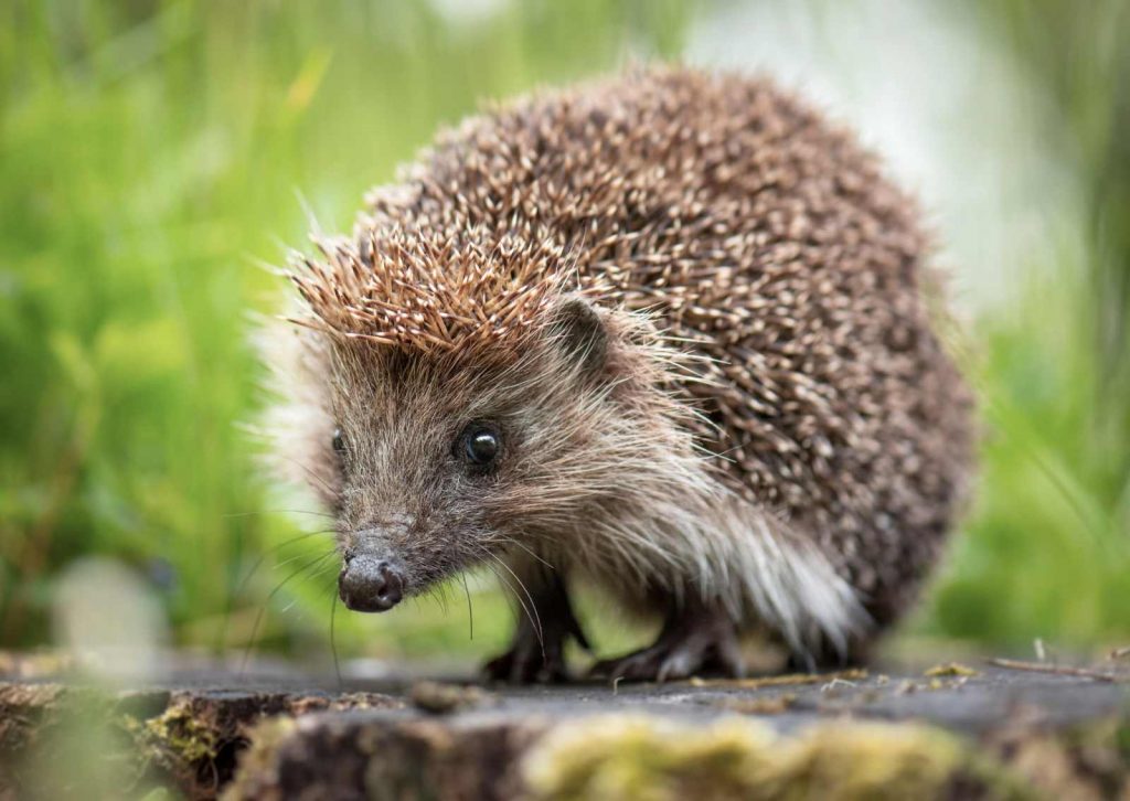 An European Hedgehog