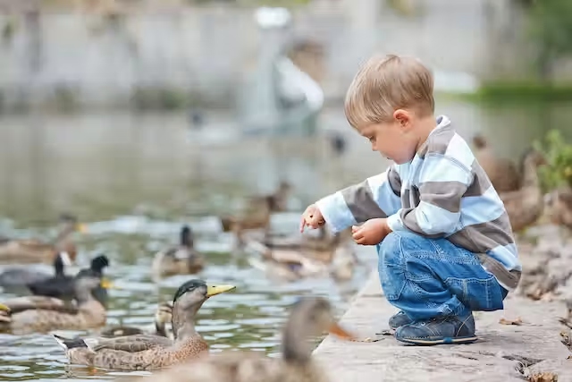 A kid feeding the ducks