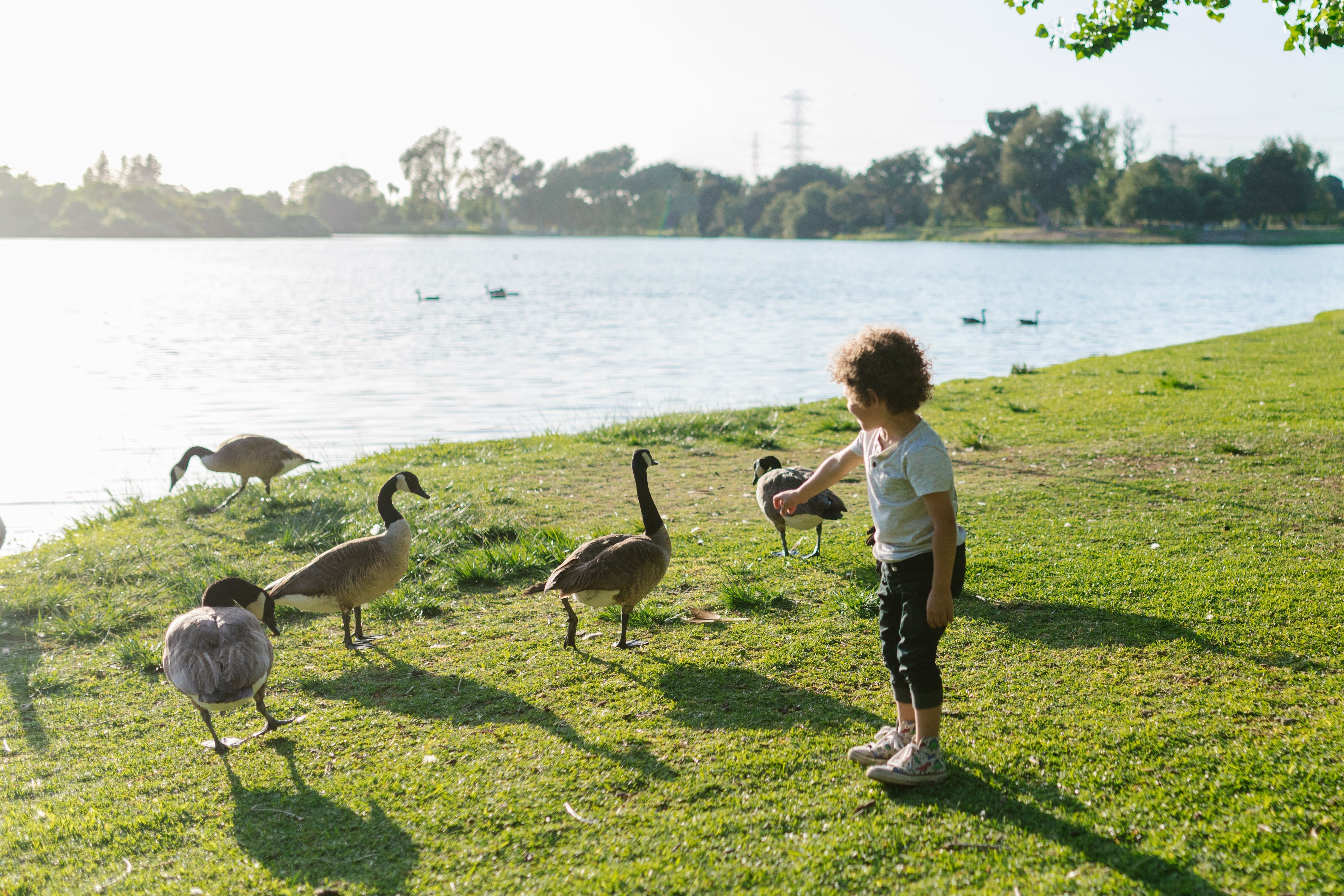A kid feeding the ducks