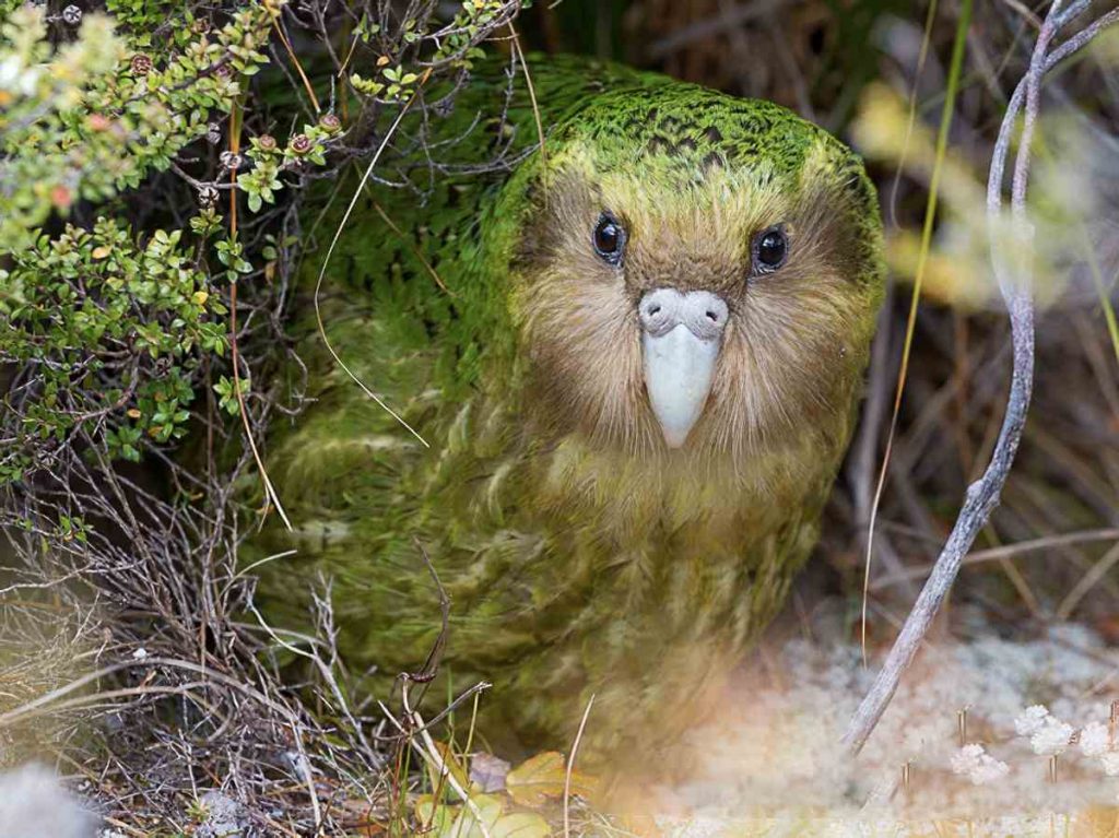 A kakapo
