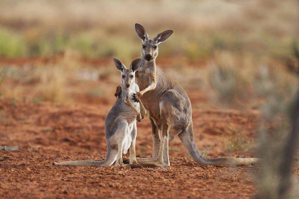 Two kangaroos standing