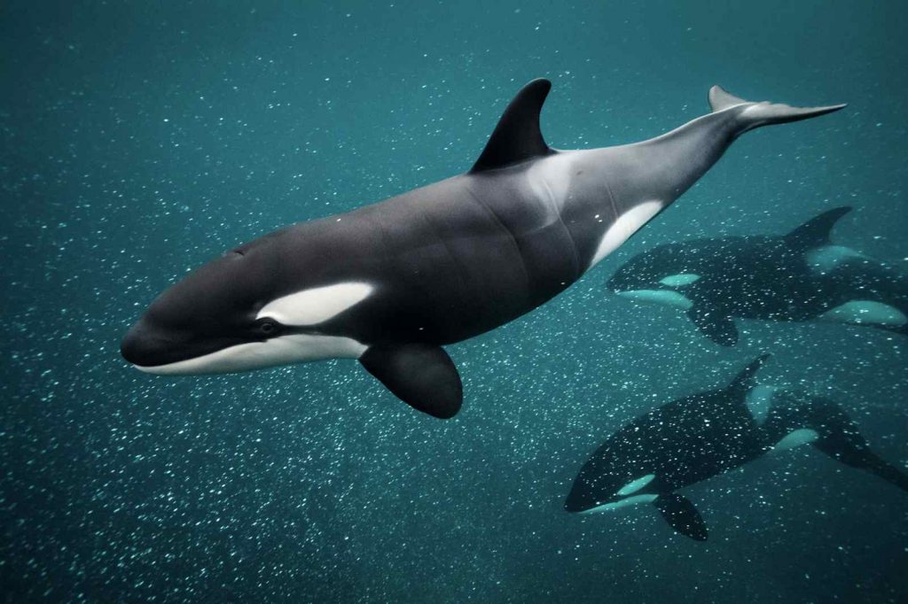 A killer whale swimming