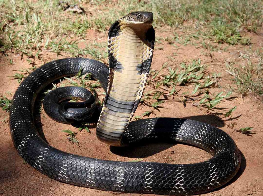 A king cobra