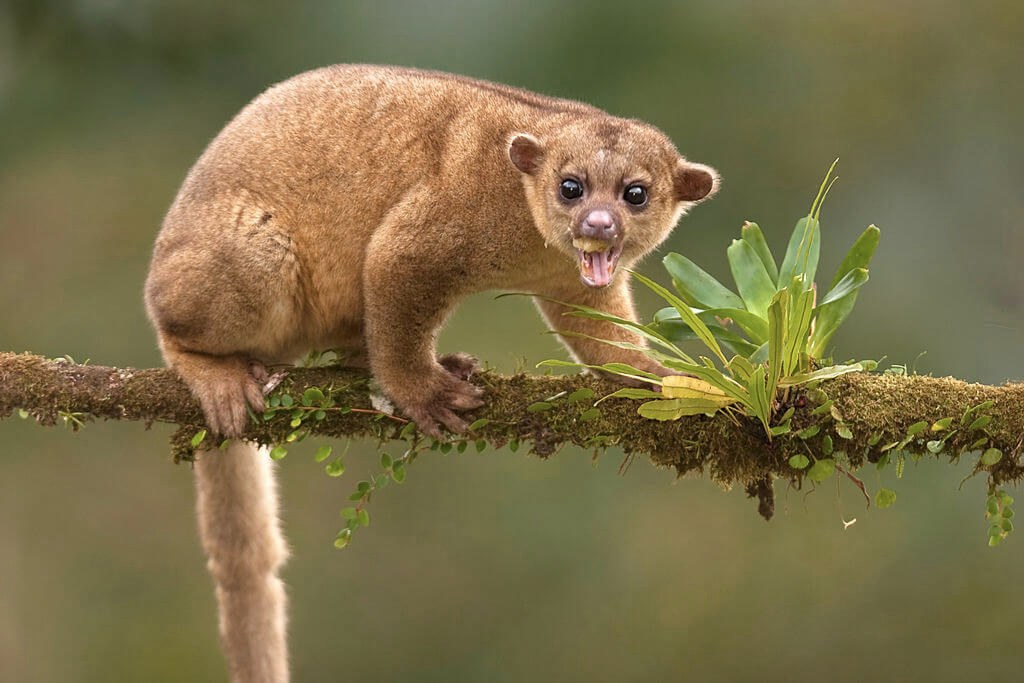 A kinkajou