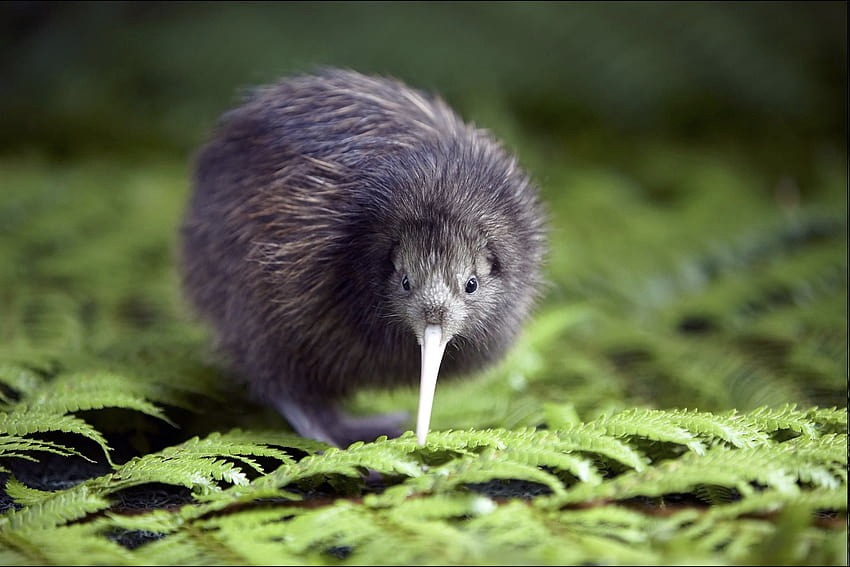 A kiwi standing on leaves
