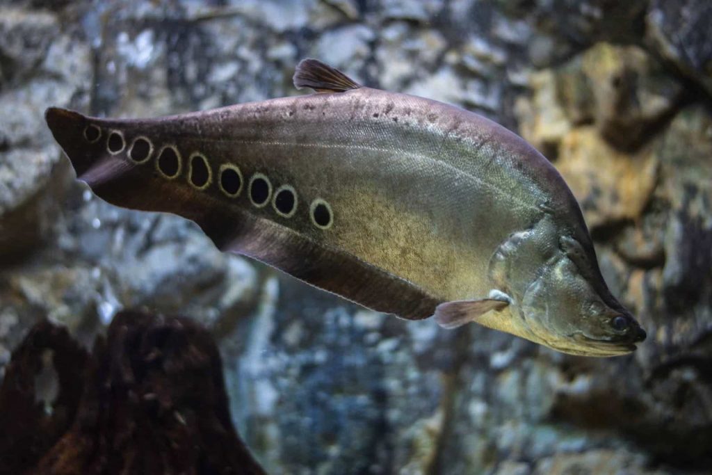A knifefish